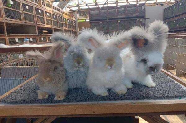 Yuk Intip Keseruan Kampung Kelinci di Bondowoso, Dilirik Bali dan Madura