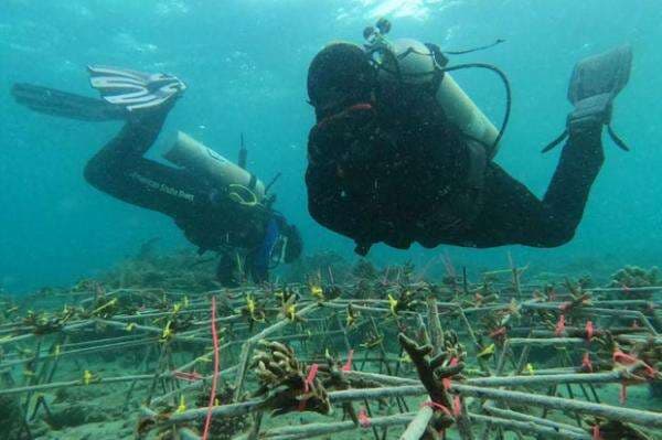 PLN Kembali Beri Bantuan Lestarikan Terumbu Karang di Pulau Samalona