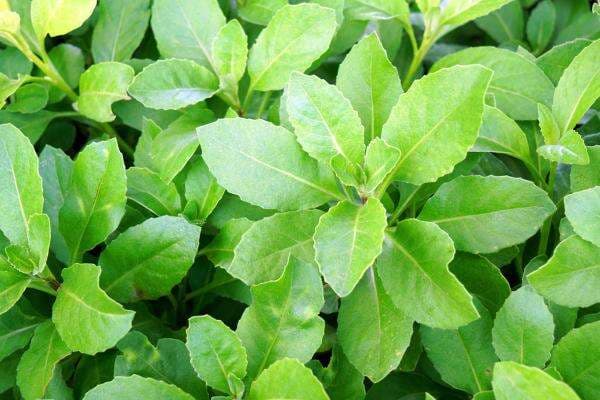 3 Manfaat Daun Sambung Nyawa, Bisa Cegah Kanker Hingga Hipertensi