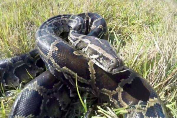 Menegangkan, Polisi Tembak Ular 4,5 Meter saat Lilit Leher Pemiliknya