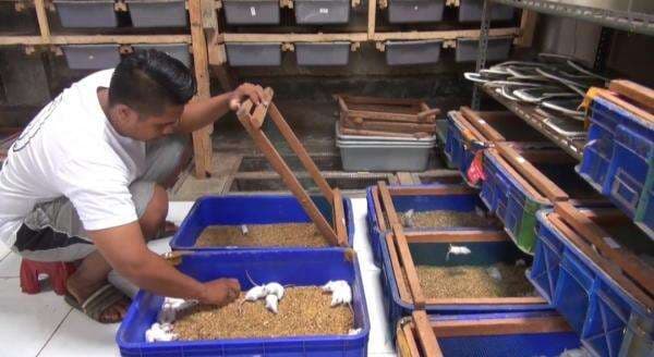 Budidaya Tikus Putih, Pemuda Subang ini Raih Cuan Jutaan Rupiah Dengan Cepat dan Mudah