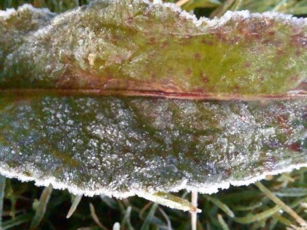 Embun Es di Dieng Kembali Muncul Akibat Suhu Minus 0 Derajat Celcius