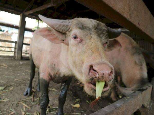 Duh! Kebo Bule Terpapar PMK, Gimana Nasib Kirab Malam 1 Sura di Solo?