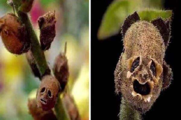 Pohon Mirip Zaqqum, Makanan Ahli Neraka Tumbuh di Arab Saudi?