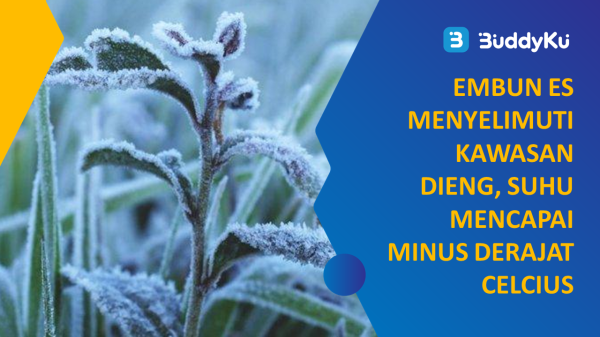 Embun Es Menyelimuti Kawasan Dieng, Suhu Mencapai Minus Derajat Celcius