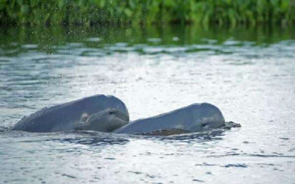 Mengenal Pesut Mahakam, Lumba-lumba Air Tawar Asli Indonesia yang Terancam Punah