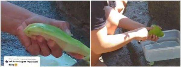 Cara praktis mengupas labu siam agar getah tak menempel di tangan