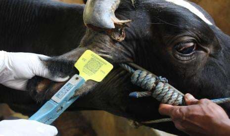 In Picture: Pemasangan Ear Tag Sapi