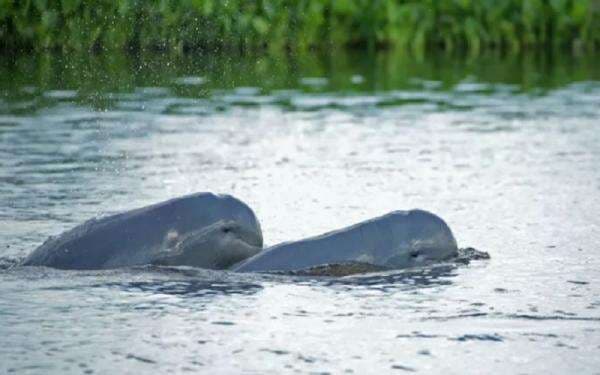 Mengenal Pesut Mahakam yang Terancam Punah, Lumba-lumba Air Tawar Asli Indonesia