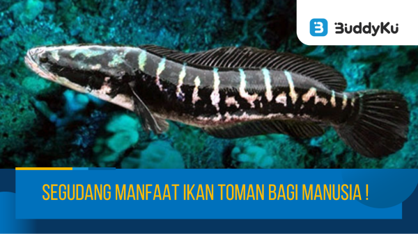 Segudang Manfaat Ikan Toman Bagi Manusia! Segudang Manfaat Ikan Toman Bagi Manusia!
