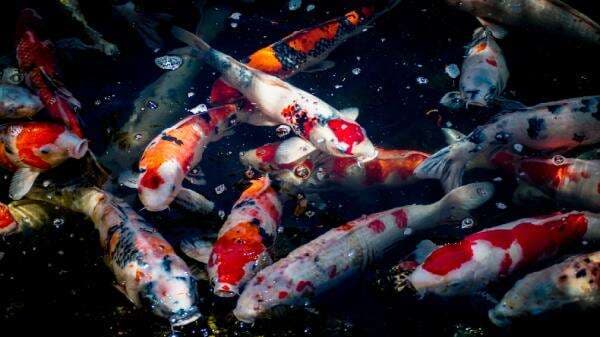 Inilah Perbedaan Ikan Koi Kohaku, Sanke, dan Showa, Mulai dari Corak hingga Harga