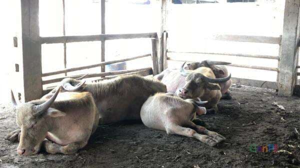 Ini Rute Kirab Malam 1 Suro Keraton Solo, dari Kori Kamandungan