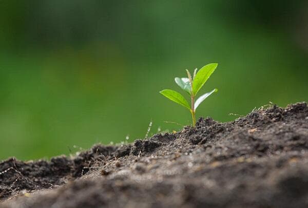 4 Perbedaan Monokotil dan Dikotil, Lengkap Contohnya