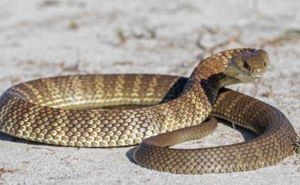 5 Ular Paling Mematikan, Nomor 1 Hanya Butuh 2 Tetes Bisa untuk Membunuh Manusia