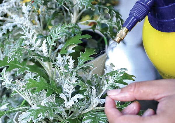 Mudahnya Perawatan Silver Dust, Putri Salju pada Tanaman Hias