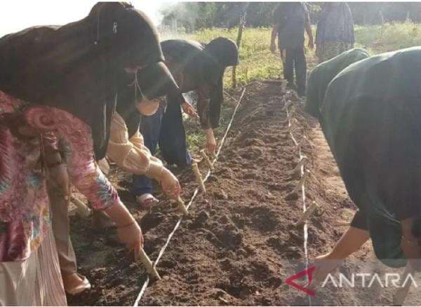 Mahasiswa Unri Tanam Tanaman Pangan, Ini Tujuannya