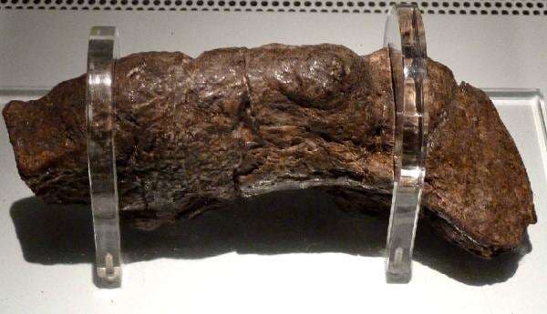 Inilah Fosil Kotoran Manusia Terbesar dan Termahal di Dunia, Harganya Capai Rp500 Juta