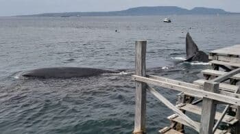 Seekor Paus Bungkuk Raksasa Terdampar, Bikin Heboh Warga di Banyuwangi