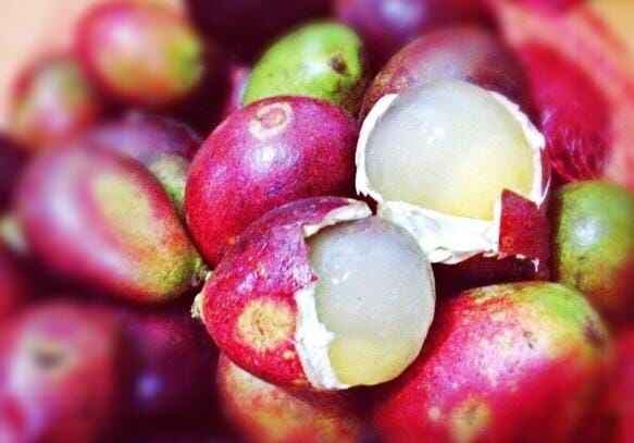 7 Buah Langka di Indonesia, Nomor 7 Mirip Kelengkeng