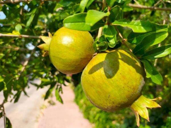 Berkali-kali Disebutkan di Al-Qur’an, Buah Bidadari Surga Ini Tumbuh Subur di Turki