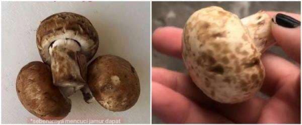 Jangan dikupas, ini cara tepat bersihkan jamur kancing sebelum dimasak