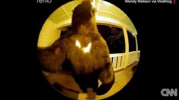 Iseng Banget! Beruang Hitam Ini Pencet Bel Rumah Warga Tengah Malam