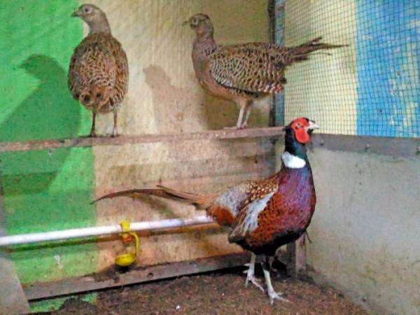 Ini Ayam atau Burung? Dipelihara Pria Solo Ini Ternyata Bisa Cuan Jutaan Rupiah Loh!