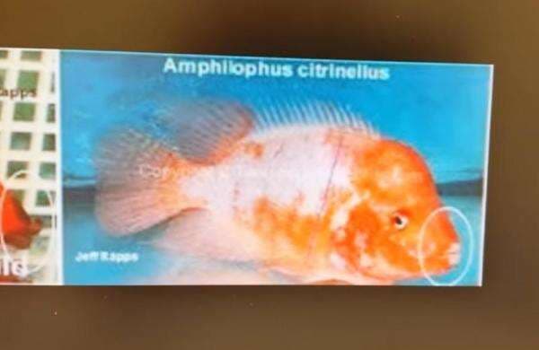 Deretan Fakta Menarik Ikan Red Devil, Predator yang Ditemui di Danau Toba