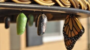 Pengertian Metamorfosis dan Metagenesis Beserta Contohnya