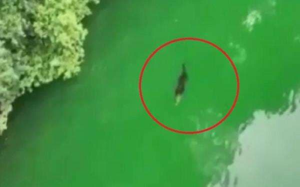 Evakuasi Remaja Diterkam Buaya Sulit, Sang Predator Masih Terlihat di Dekat Jasad Korban