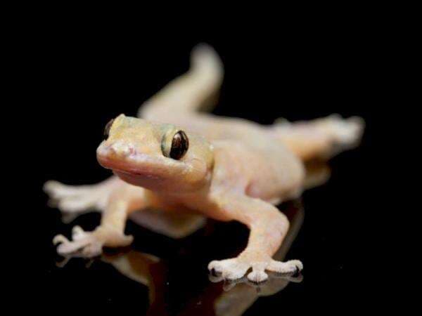 Sederet Mitos Kejatuhan Cicak Menurut Primbon, Rezeki Diambil Orang hingga Sinyal Kematian