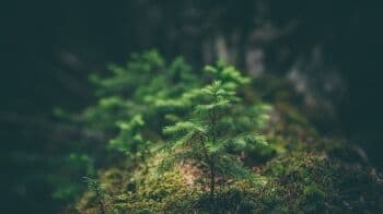 Faktor yang Memengaruhi Pertumbuhan dan Perkembangan Tumbuhan