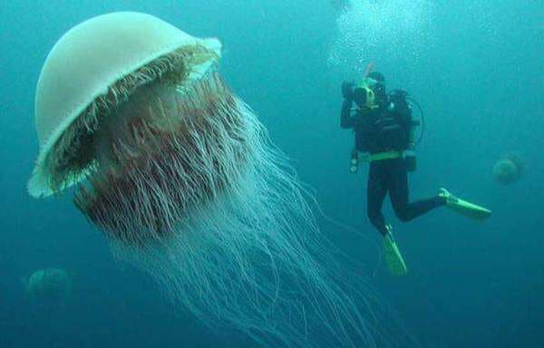 4 Hewan Terpanjang di Dunia, Paus Biru Raksasa Sebagai Monster Laut