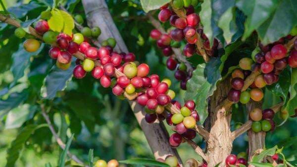 Contoh Tumbuhan yang Berkembang Biak Secara Generatif