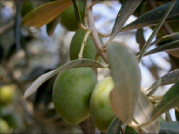 3 Buah Surga Ini Disebutkan Berkali-kali dalam Al-Qur’an, Tumbuh Melimpah di Turki