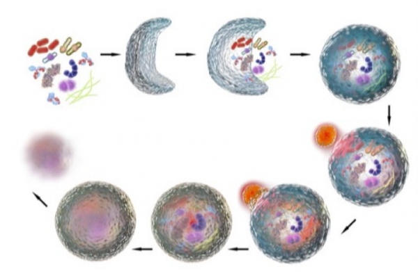 Apa Itu Autofagi? Fenomena Sel Tubuh Manusia Memakan Dirinya Sendiri Saat Berpuasa