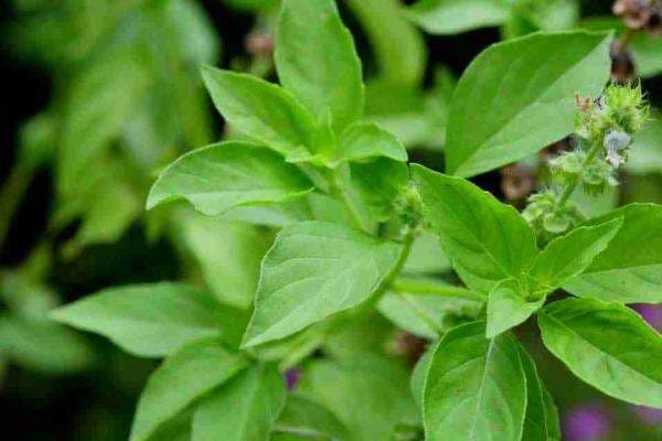 Nggak Cuma Jadi Lalapan, Ini Manfaat Kesehatan Daun Kemangi yang Tak Diduga Sebelumnya!