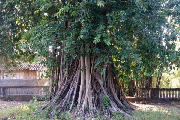 Cerita Mistis Dhanyang Eyang Nggadha Penunggu Pohon Beringin Besar di Tegalpacing, Sukoharjo