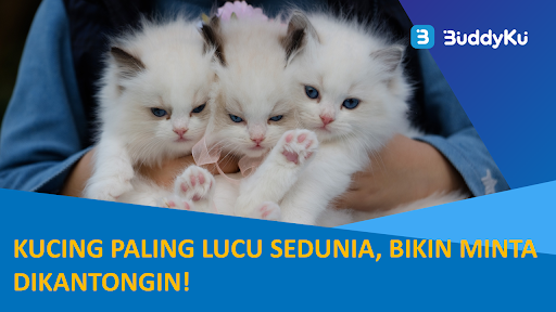 Jenis-jenis Kucing Paling Lucu Sedunia, Bikin Minta Dikantongin!