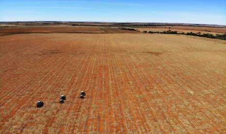 Rangkaian 'Sabuk Ubi' Afrika Barat untuk Ketahanan Pangan