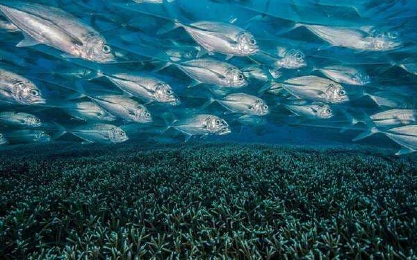 Hati-hati, Inilah Jenis Ikan Laut yang Mengandung Kolesterol Tinggi