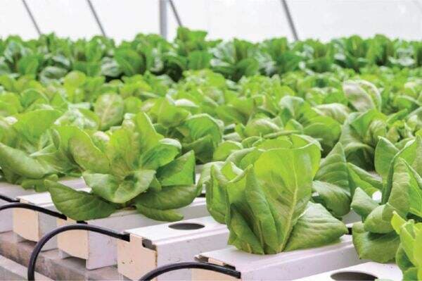 Ketahui Cara Budidaya Tanaman Hidroponik Dengan Botol Bekas