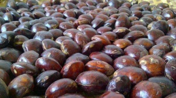 Enak Sih! Ini Bahaya Konsumsi Jengkol Berlebihan