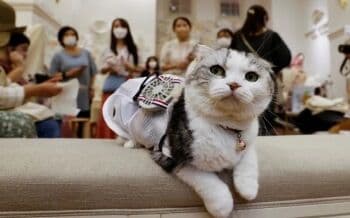 60 Nama Kucing Islami yang Punya Arti Bagus