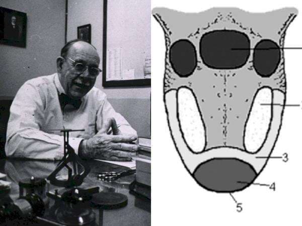 Selama ini Mitos, Ternyata Pembagian Rasa pada Lidah Hanya Sekadar Salah Paham Ilmuwan Aja