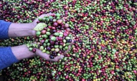 Ini  Empat Jenis Kopi dan Keunikannya Menurut Pakar IPB