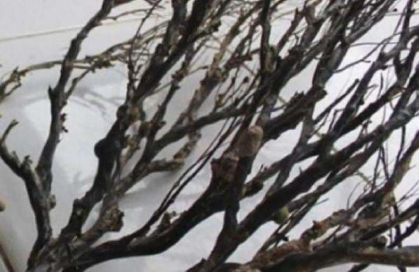 Ini Manfaat Akar Bahar untuk Kesehatan Tubuh