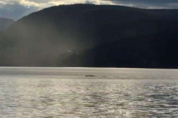 2 Ular Raksasa Kalimantan Berukuran Tak Biasa yang Gemparkan Dunia