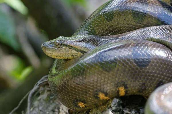 4 Spesies Ular Terbesar di Sungai Amazon, Panjang hingga Enam Meter