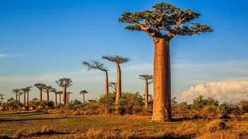4 Fakta Menarik Baobab, Pohon Purba Ajaib di Afrika